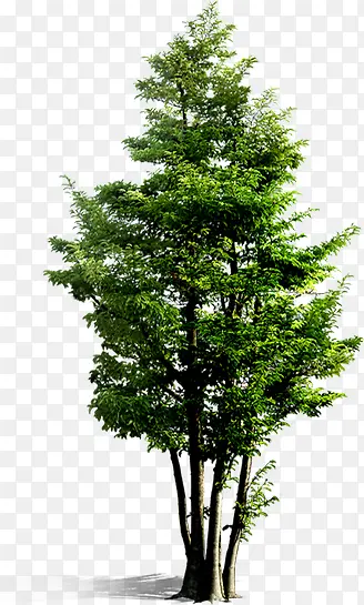 绿化景观大树造型