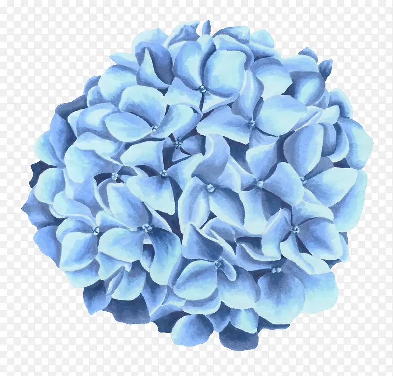 蓝色蝴蝶花花卉