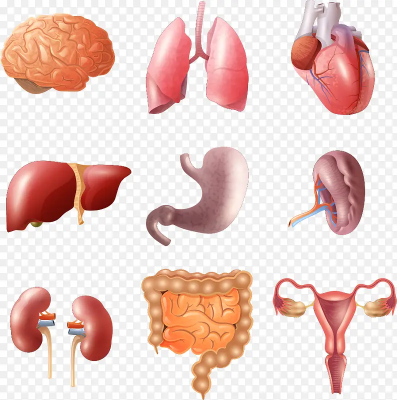 矢量立体内脏结构