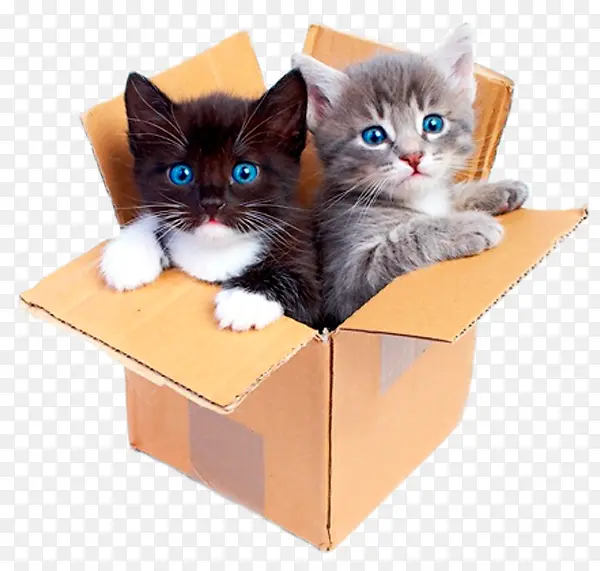 可爱猫猫