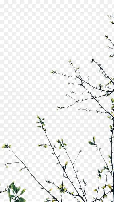 绿色树枝免抠素材PNG图片素材下载_图片编号9559130-PNG素材网