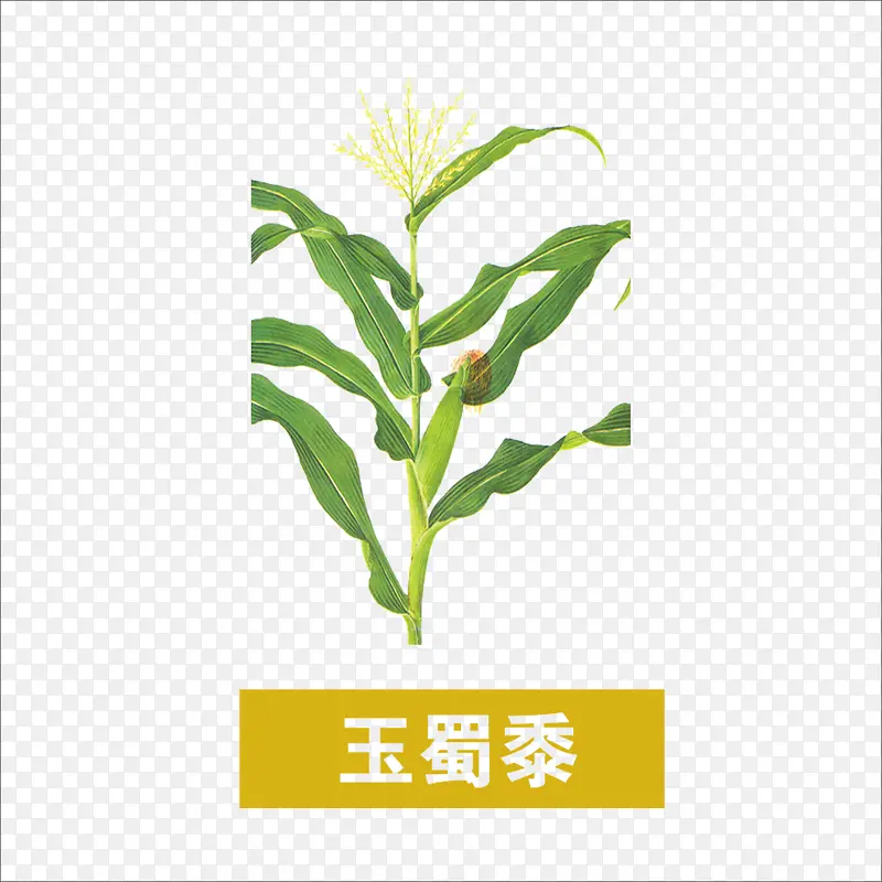 玉蜀黍