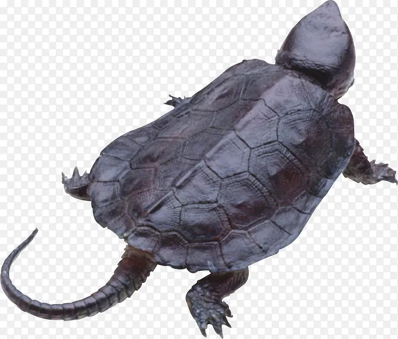 褐色龟壳的海龟