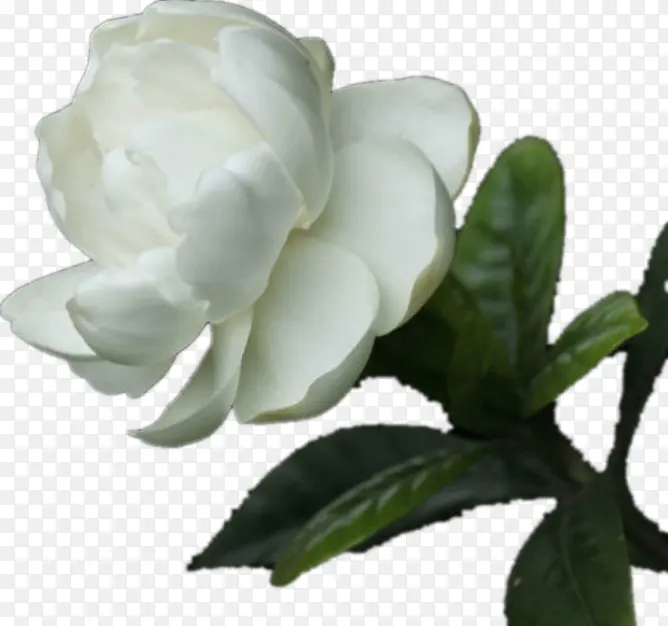 一枝白色的花