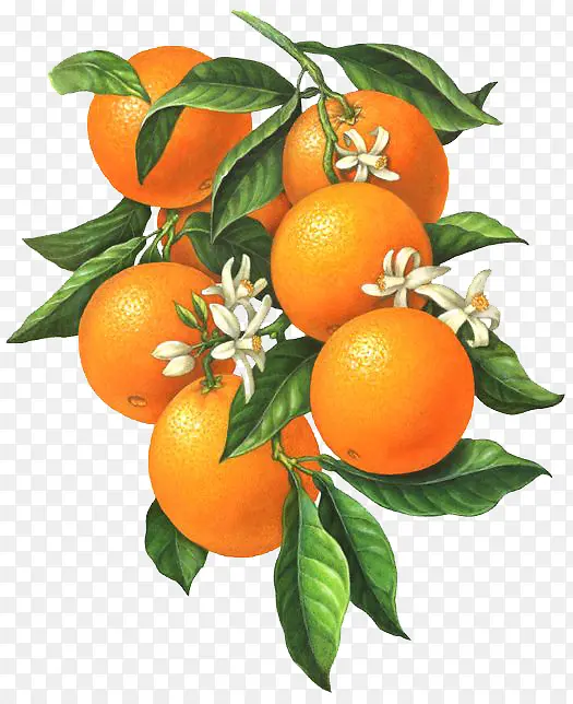 开小白花的橙子果实