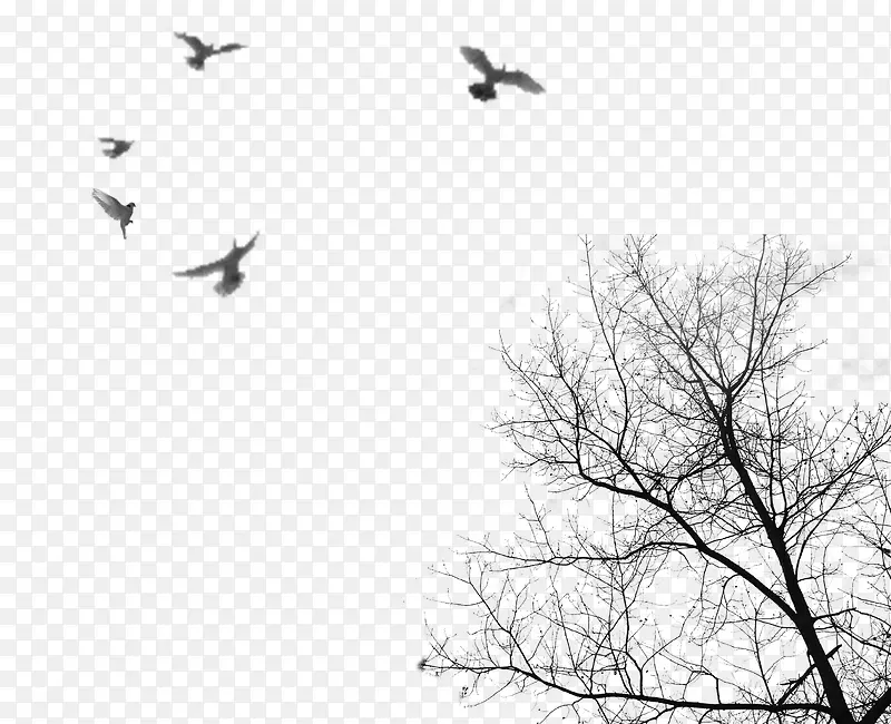 树影飞鸟