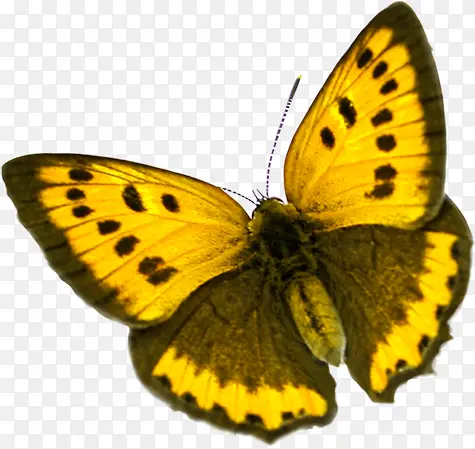 黄色高清春季蝴蝶斑点