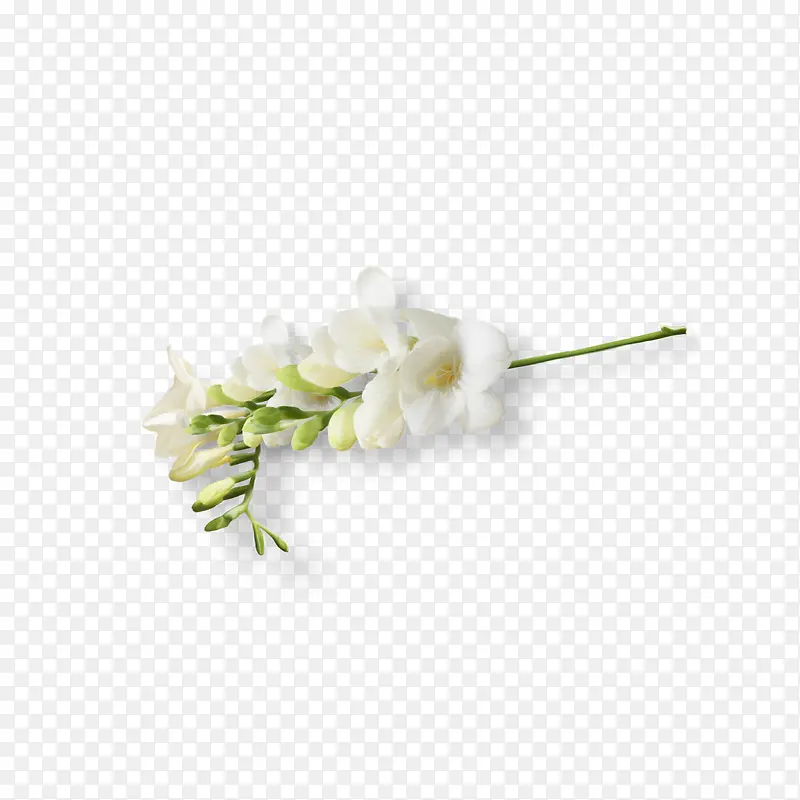 一串白色的花