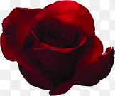 深红玫瑰花朵七夕
