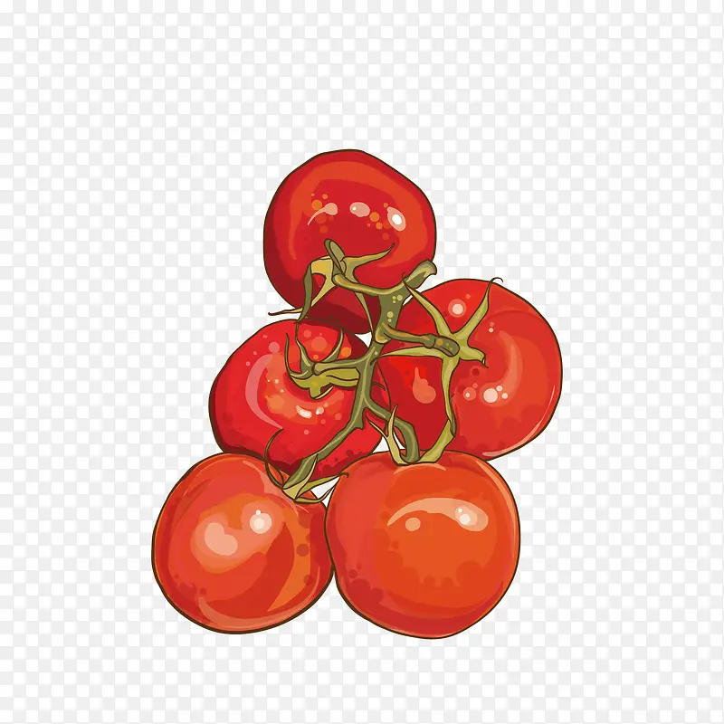 矢量手绘红色西红柿