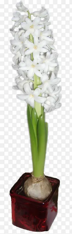 白色串花