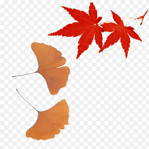 两款秋色枫叶图案