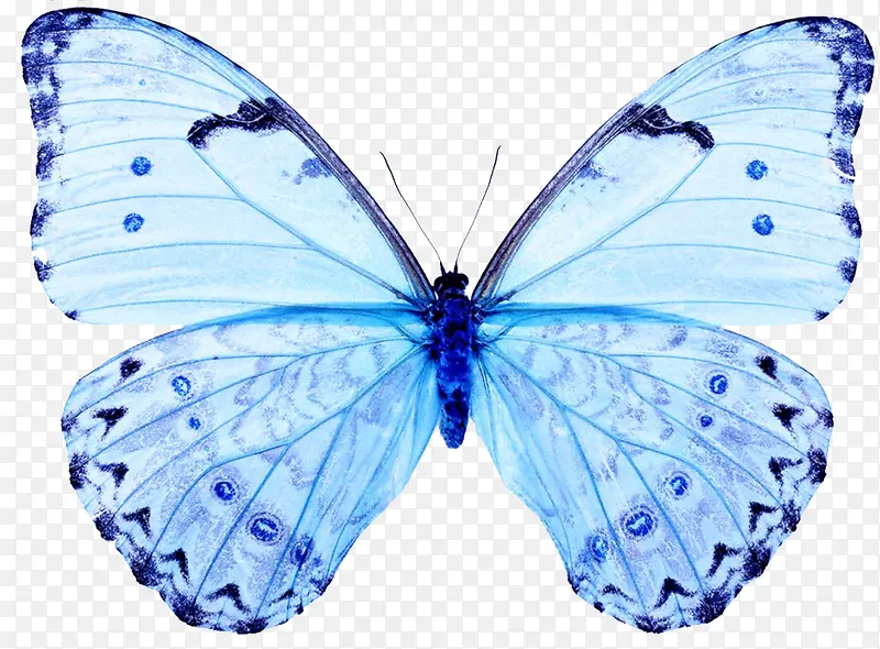 浅蓝色蝴蝶