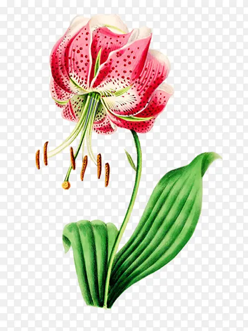 红色手绘花