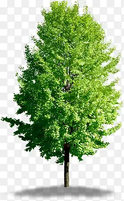 绿色夏日生长大树