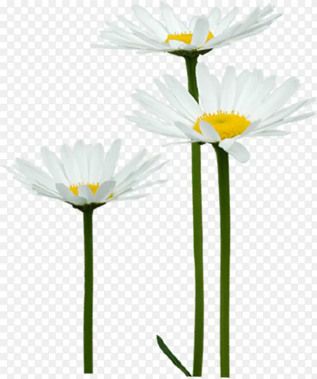 白色唯美春天花朵意境