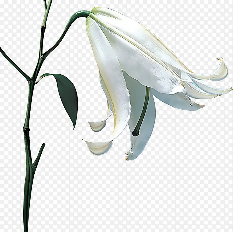 白色谦虚意境花朵