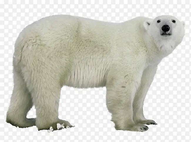 眺望远方的北极熊