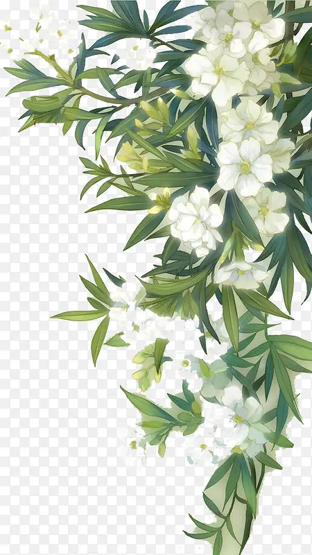 白色盛开花朵与绿叶