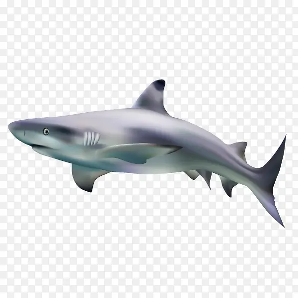 卡通手绘灰色海豚鱼