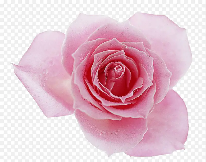 一大朵粉色的玫瑰