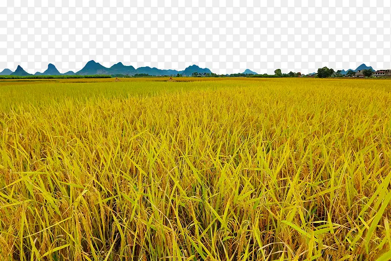 水稻高清图片
