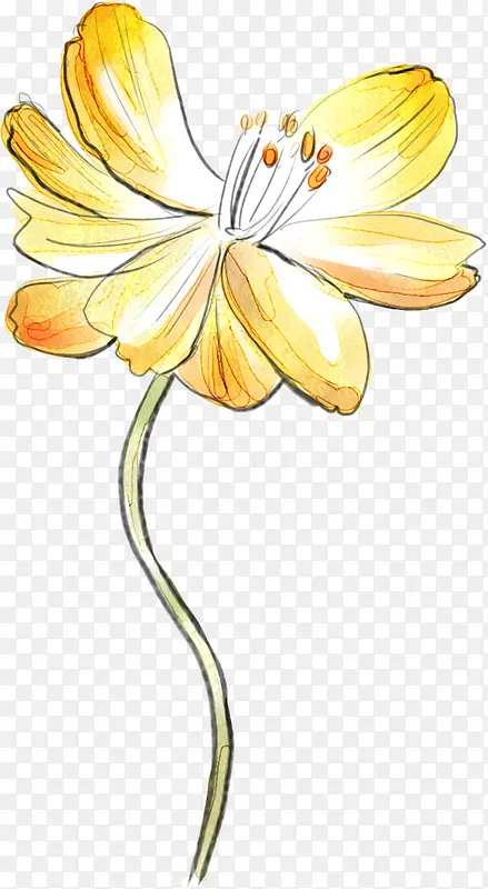 黄色美丽菊花图片