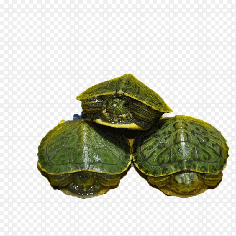 三只巴西龟