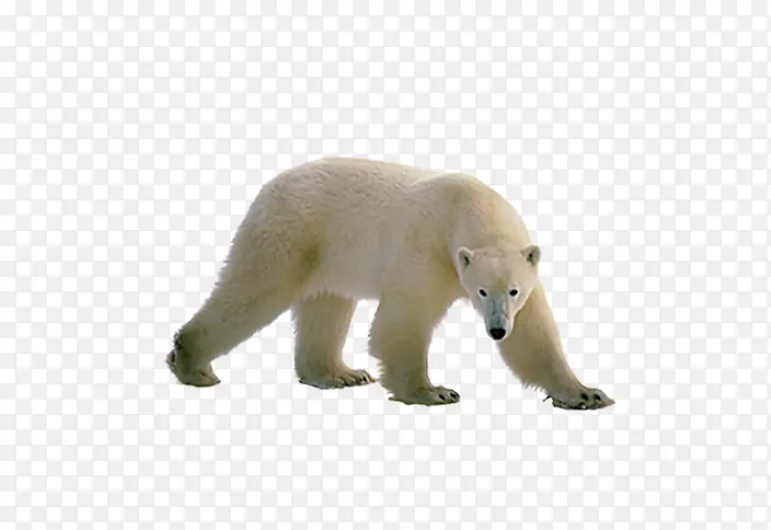 觅食北极熊