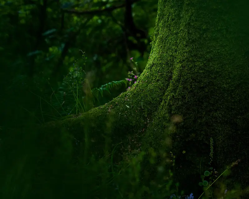 绿色神秘树林小花