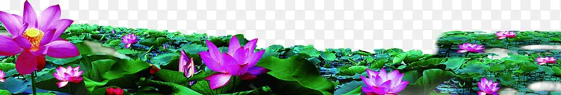 荷花池