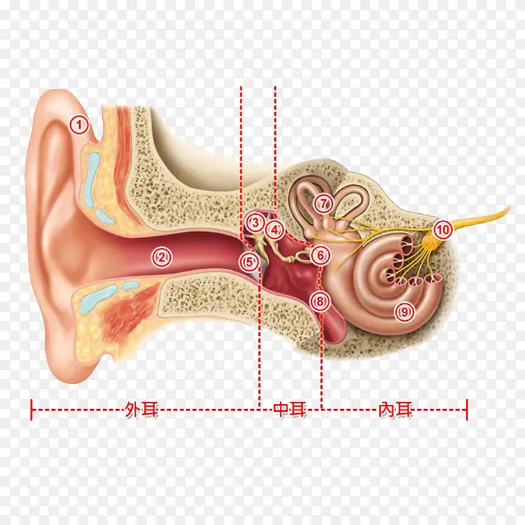 人耳朵内部构造