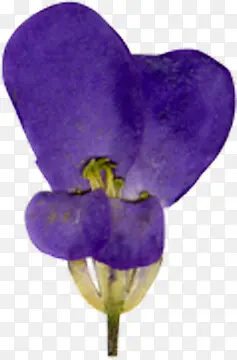 精美压花干花紫色花瓣