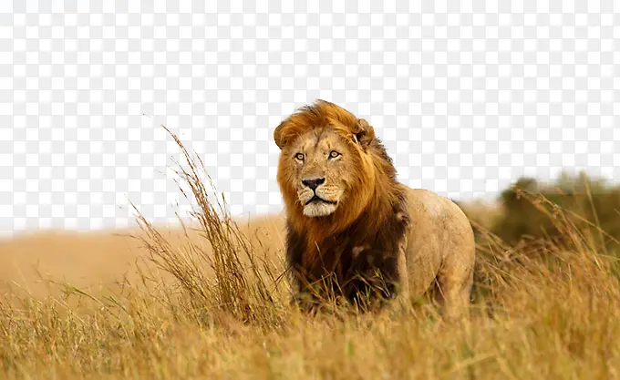 捕猎非洲狮