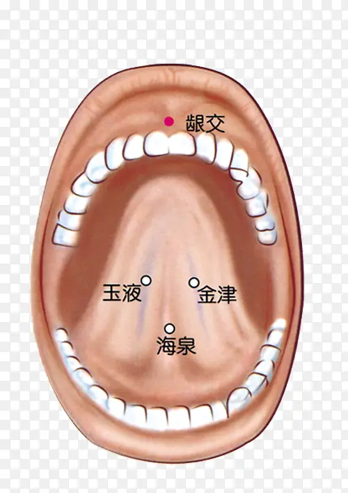 人体口腔正面舌头穴位分布