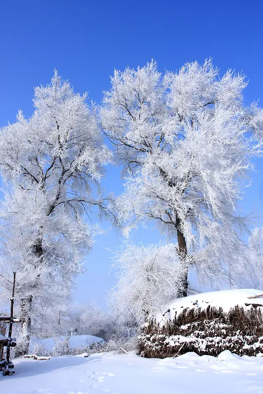 白色霜冻树枝美景