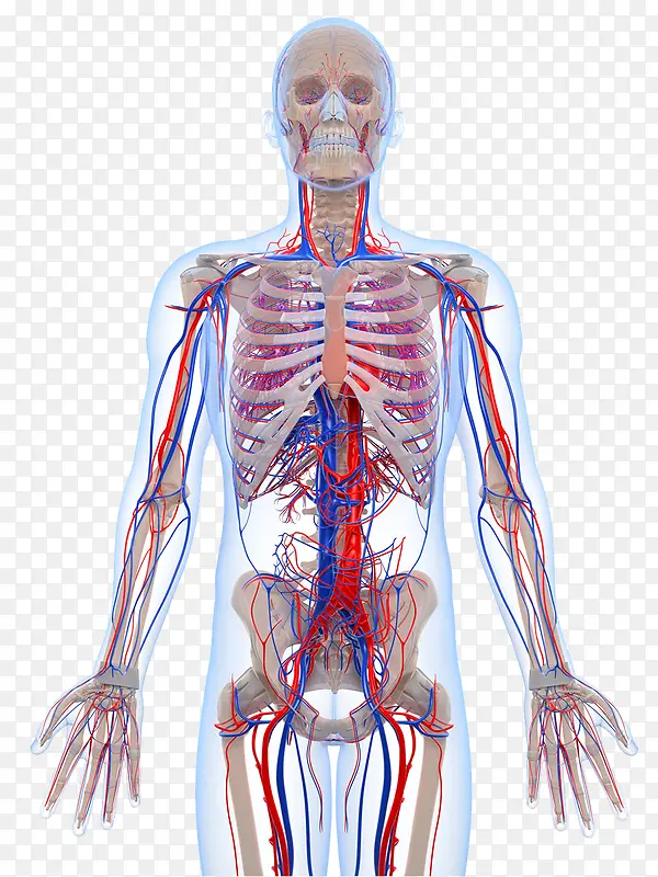 人体骨骼静脉分布图