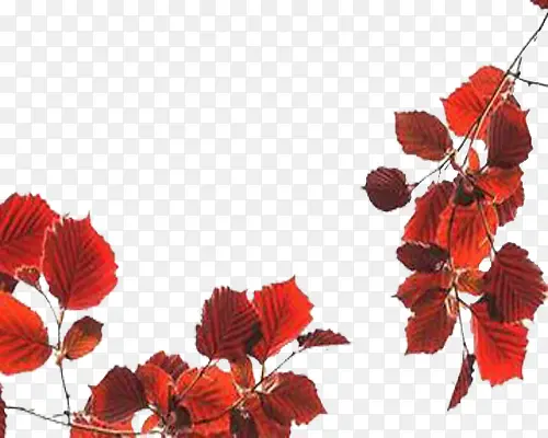 红色树叶