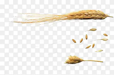 小麦子