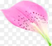 粉色花瓣地产广告单页