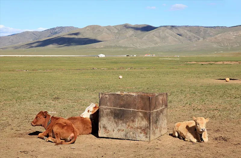 蒙古牧场