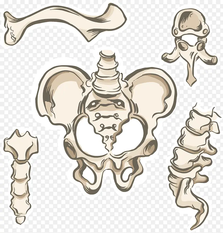 人体骨骼结构