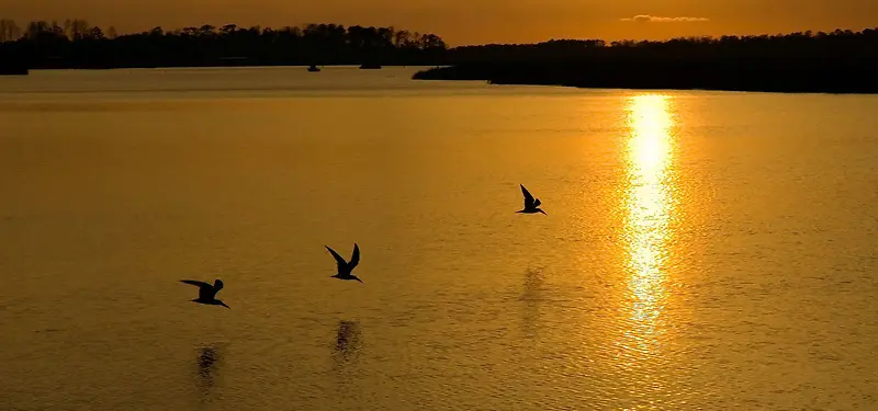 夕阳湖水海鸥背景