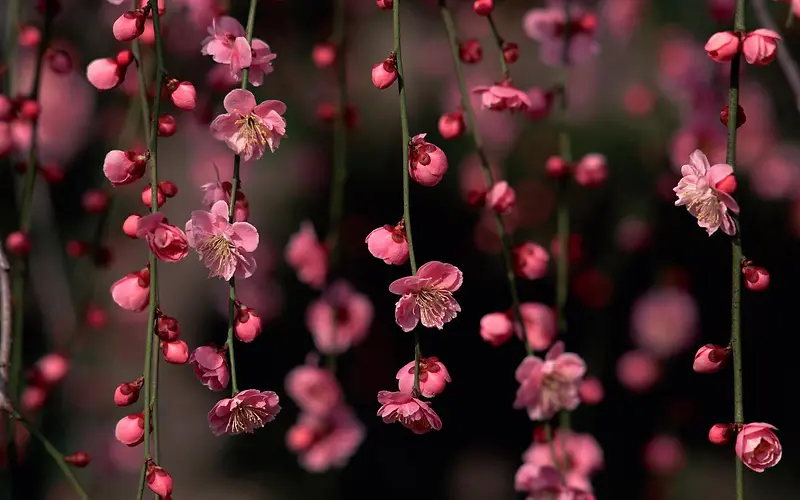 粉色桃花梦幻海报