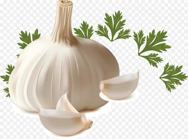 健康配料小菜矢量