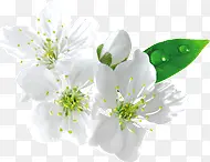 白色的花朵