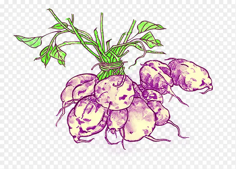 紫薯手绘唯美植物