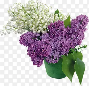 白色满天星紫色花朵