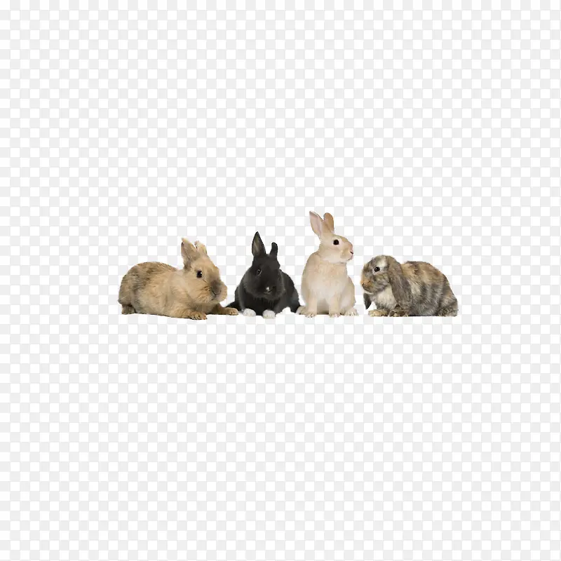 四只小兔子