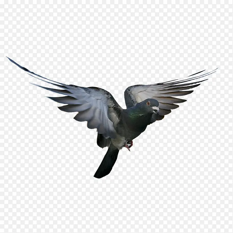 羽毛鸽子 飞翔的鸟